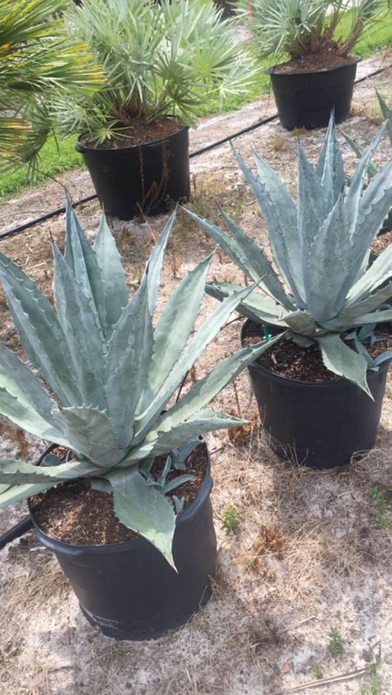 agave-gainesville-blue-gator-century