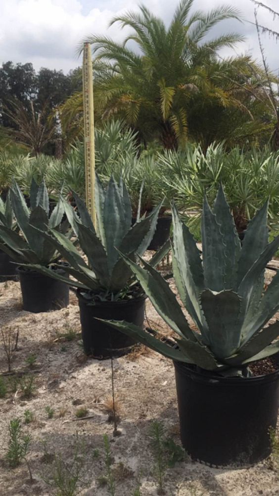 agave-gainesville-blue-gator-century