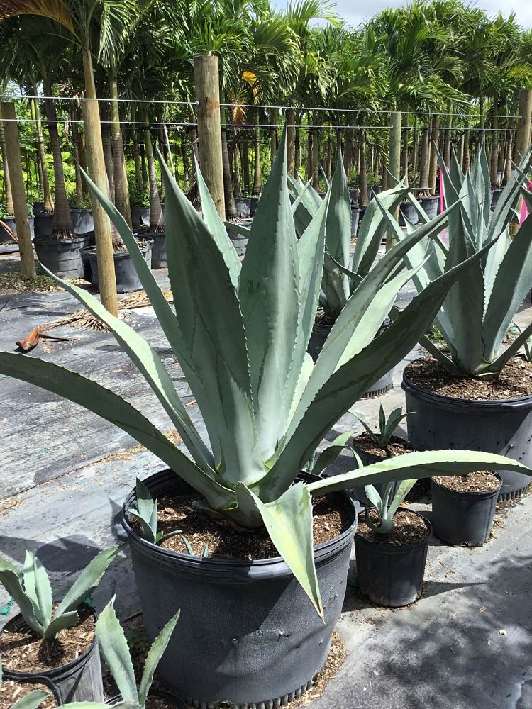 agave-gainesville-blue-gator-century