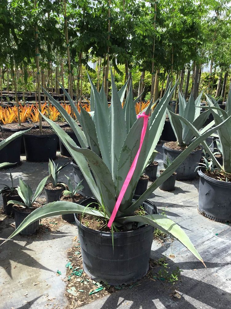 agave-gainesville-blue-gator-century