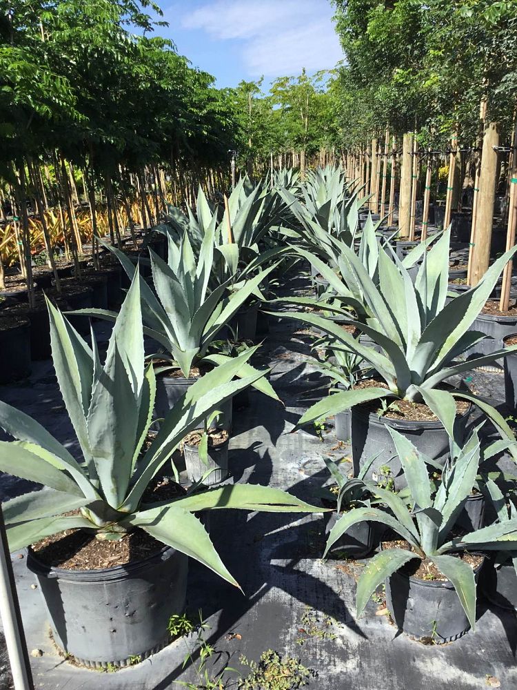 agave-gainesville-blue-gator-century