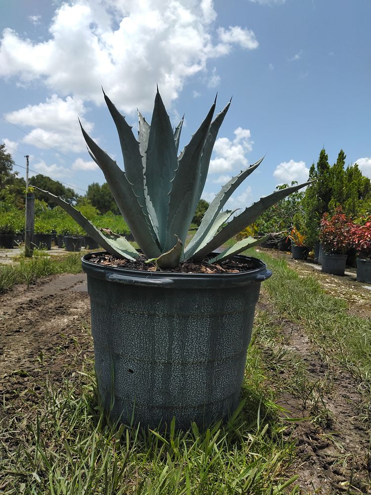 agave-gainesville-blue-gator-century