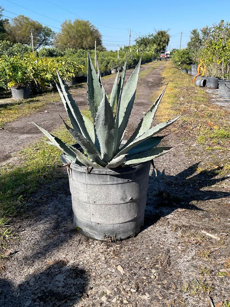 agave-gainesville-blue-gator-century