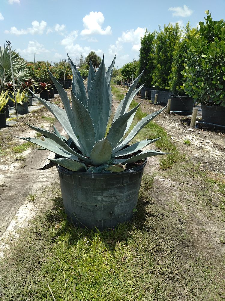 agave-gainesville-blue-gator-century