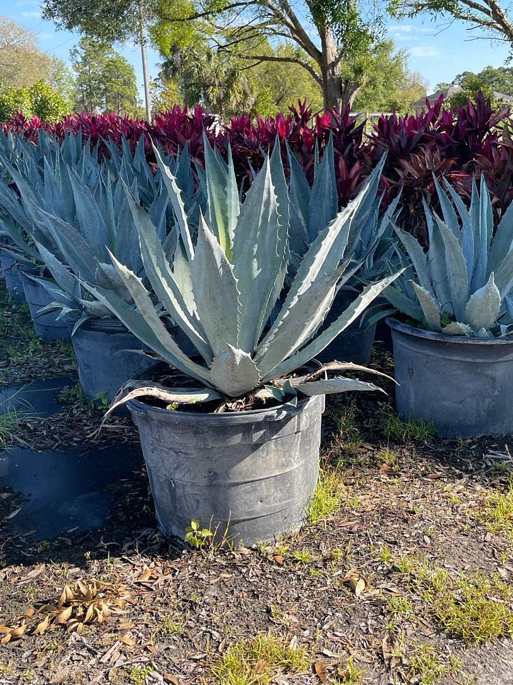 agave-gainesville-blue-gator-century