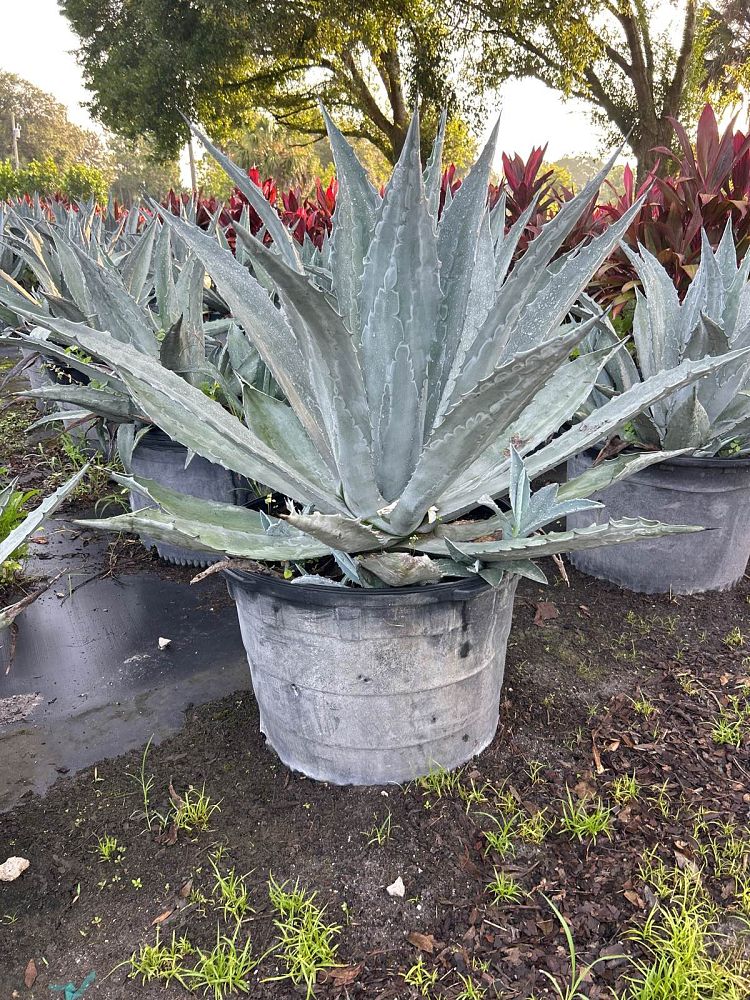agave-gainesville-blue-gator-century