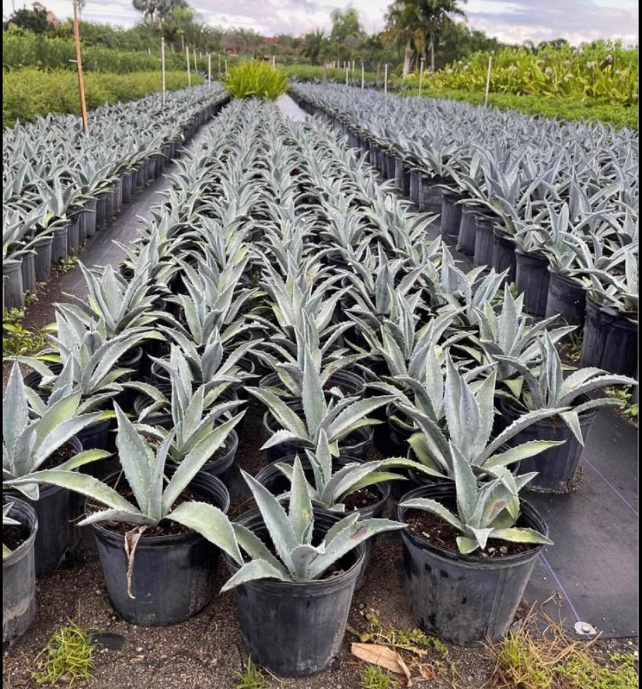 agave-gainesville-blue-gator-century