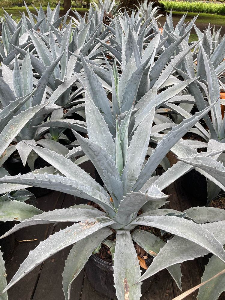 agave-gainesville-blue-gator-century