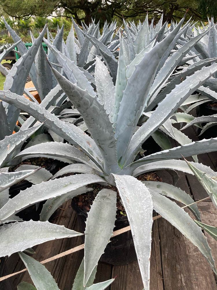 agave-gainesville-blue-gator-century