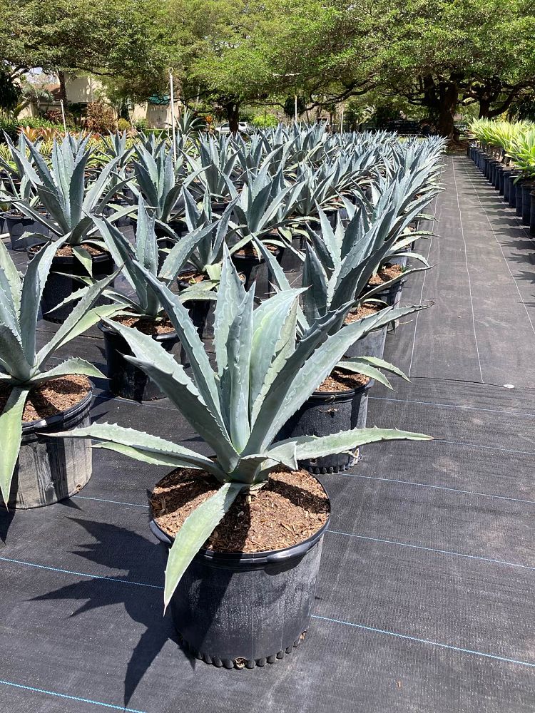 agave-gainesville-blue-gator-century