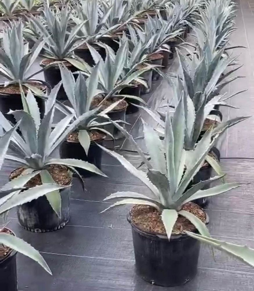 agave-gainesville-blue-gator-century