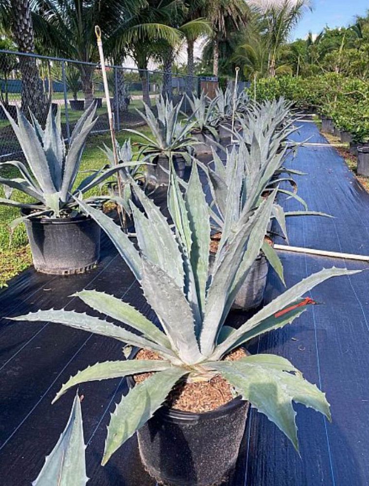 agave-gainesville-blue-gator-century