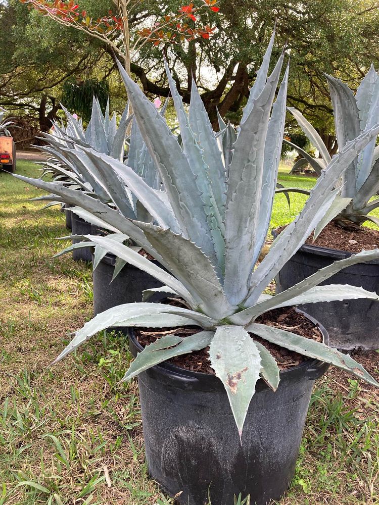 agave-gainesville-blue-gator-century