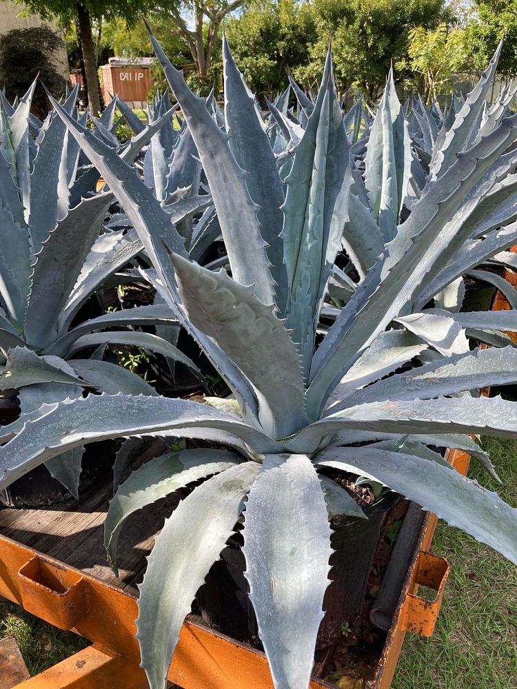 agave-gainesville-blue-gator-century