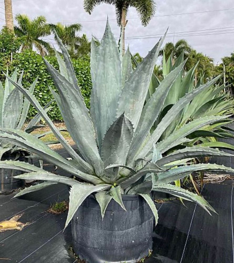 agave-gainesville-blue-gator-century
