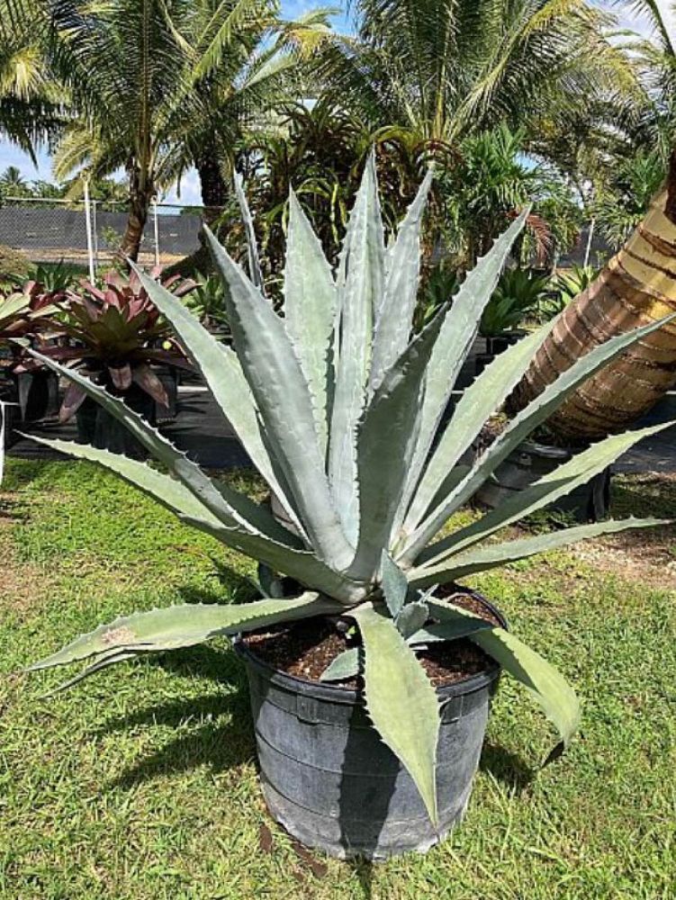 agave-gainesville-blue-gator-century