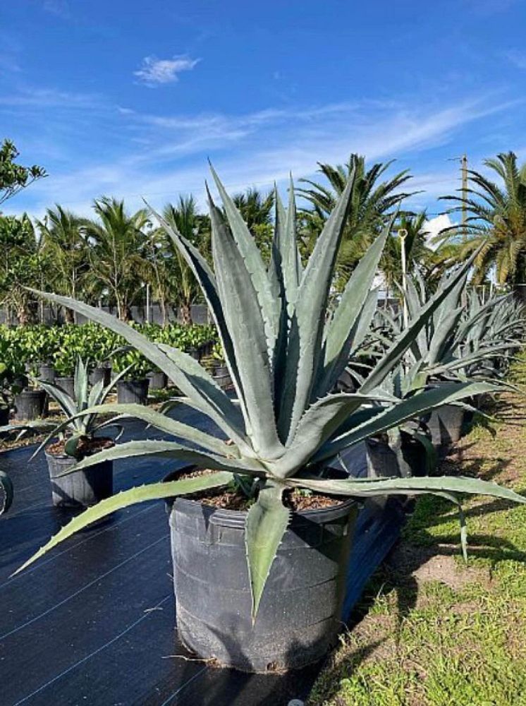 agave-gainesville-blue-gator-century