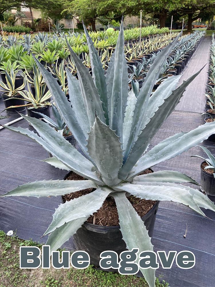 agave-gainesville-blue-gator-century