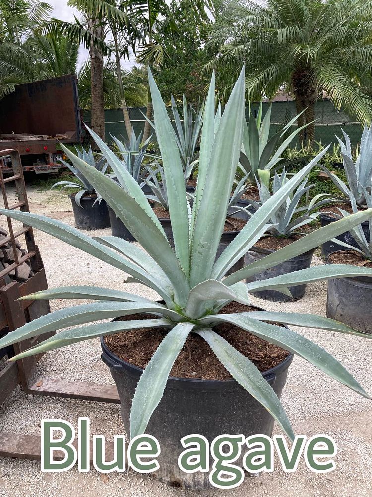 agave-gainesville-blue-gator-century