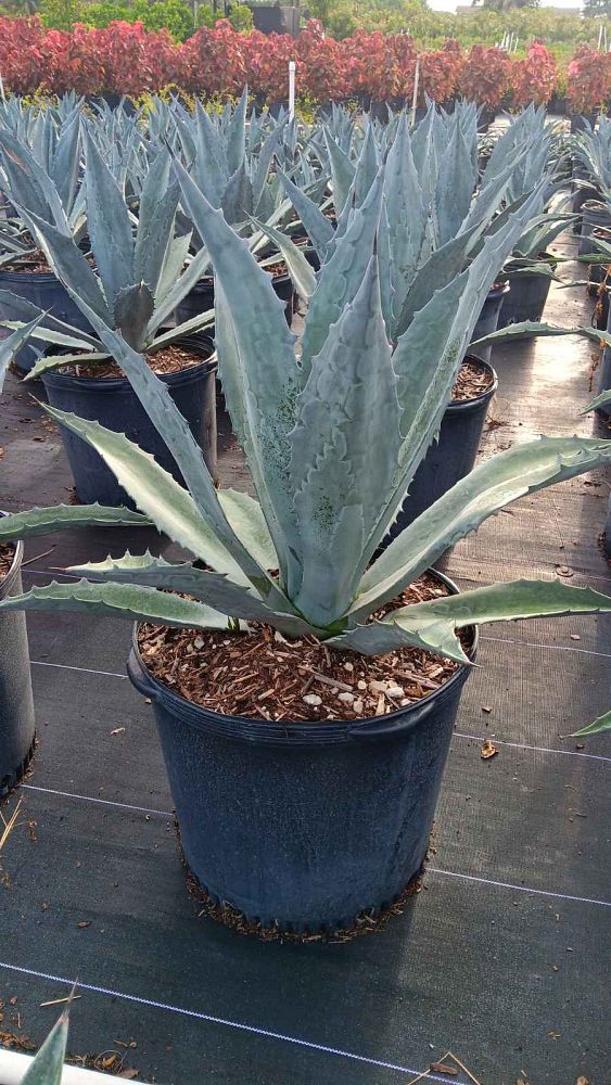 agave-gainesville-blue-gator-century