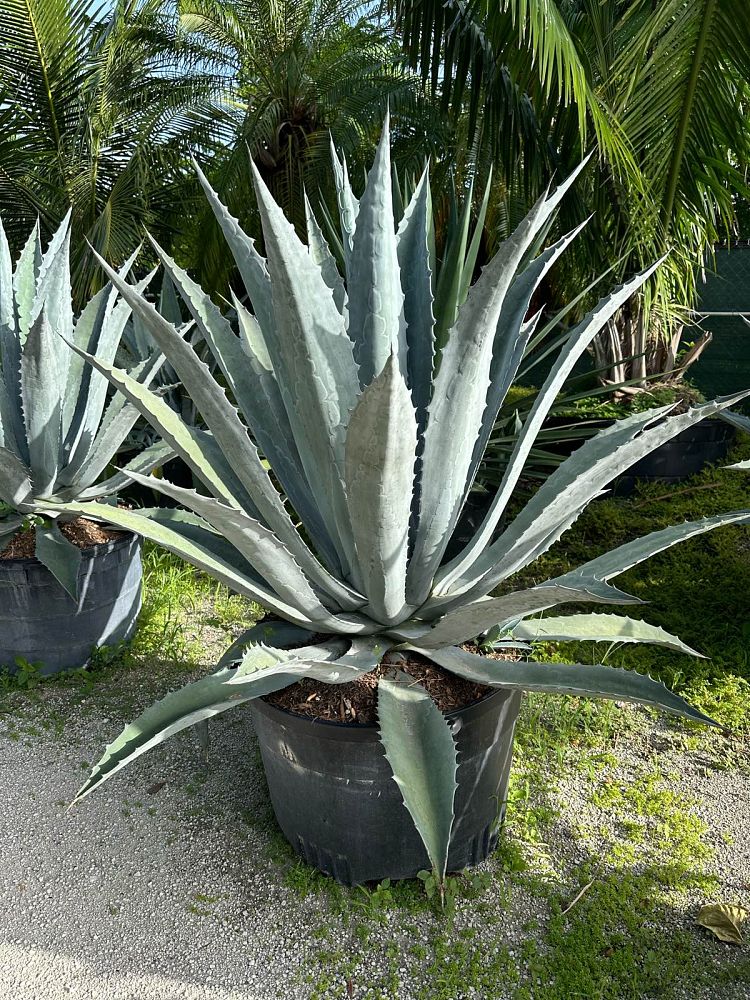 agave-gainesville-blue-gator-century
