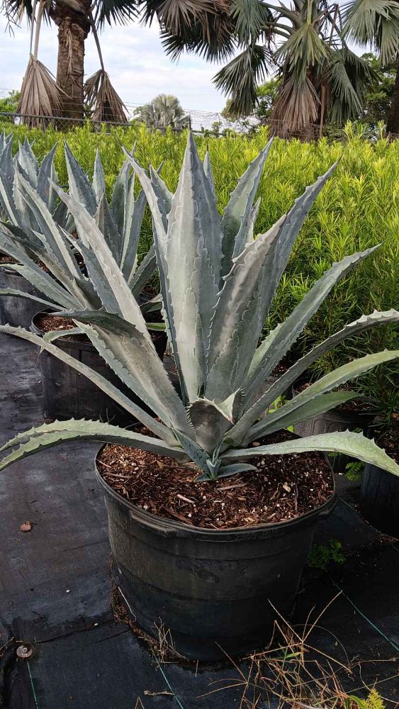 agave-gainesville-blue-gator-century
