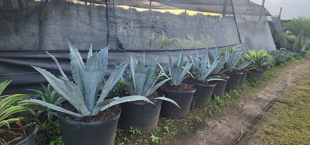agave-gainesville-blue-gator-century
