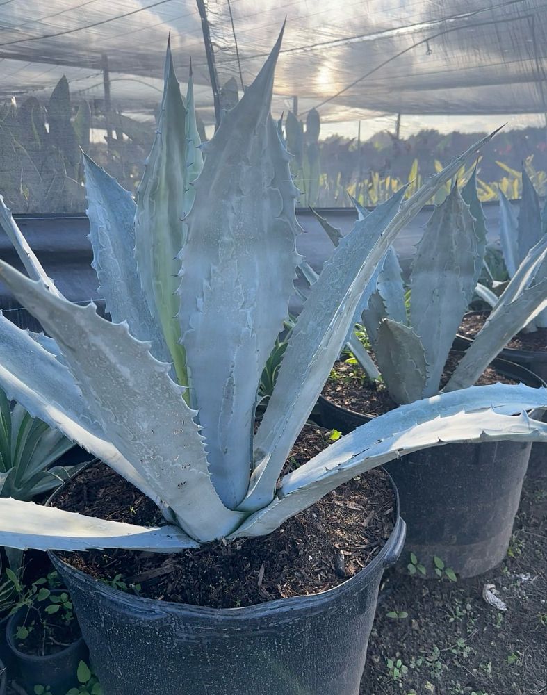 agave-gainesville-blue-gator-century