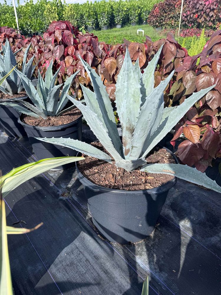 agave-gainesville-blue-gator-century