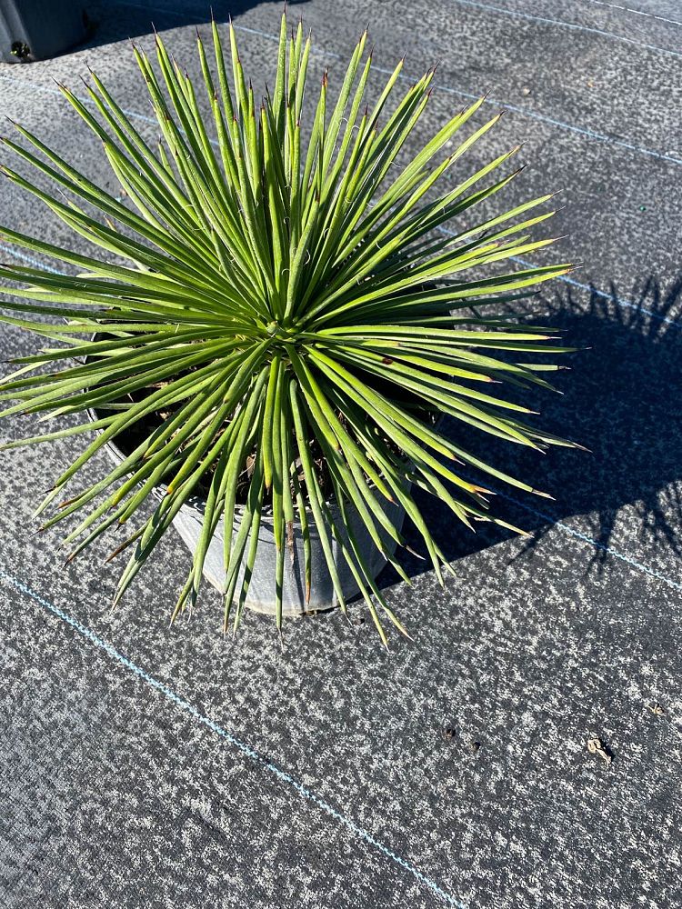 agave-geminiflora-rasta-man