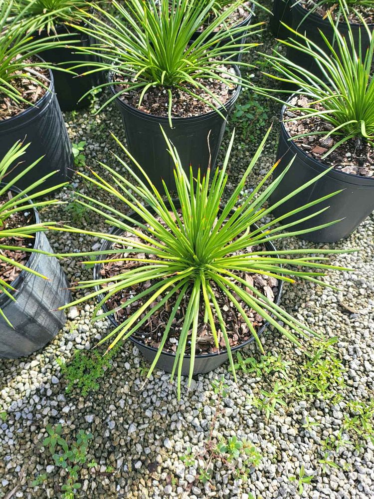 agave-geminiflora
