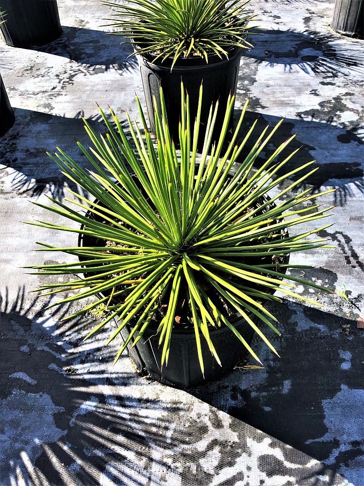 agave-geminiflora