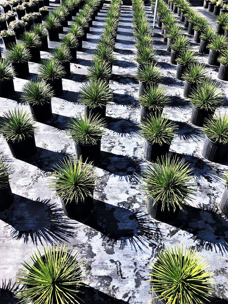 agave-geminiflora