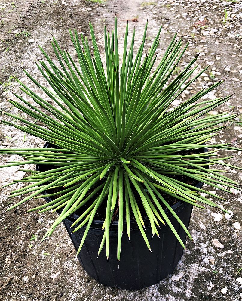 agave-geminiflora