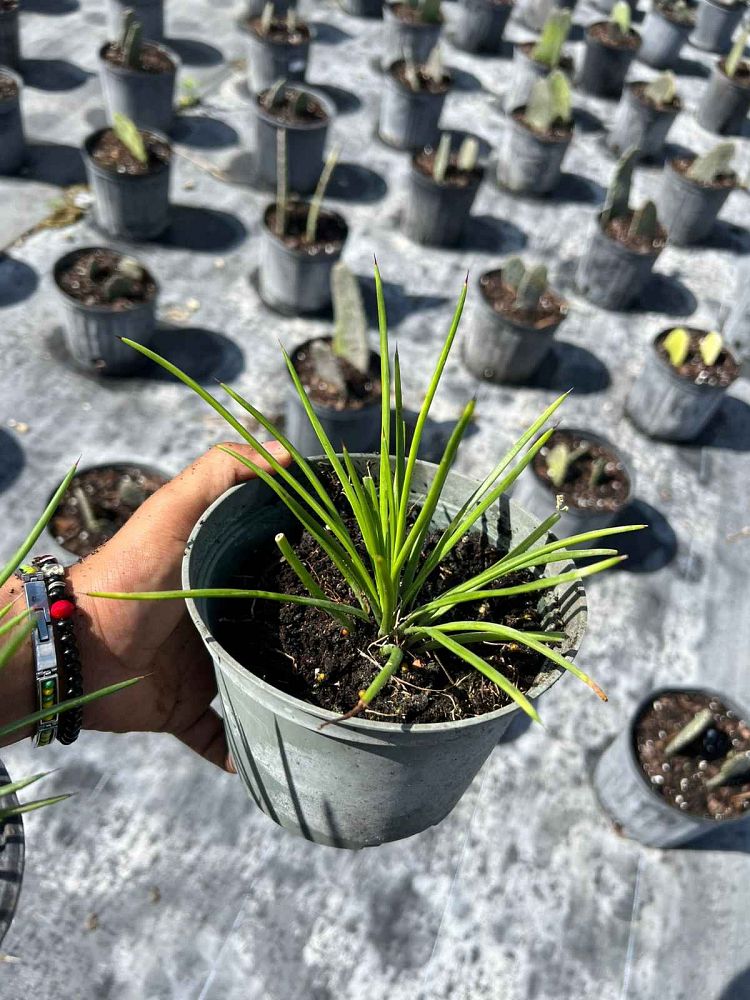 agave-geminiflora
