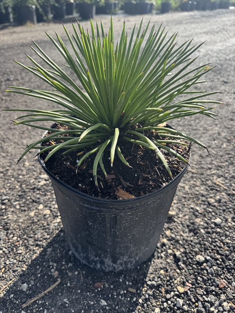 agave-geminiflora