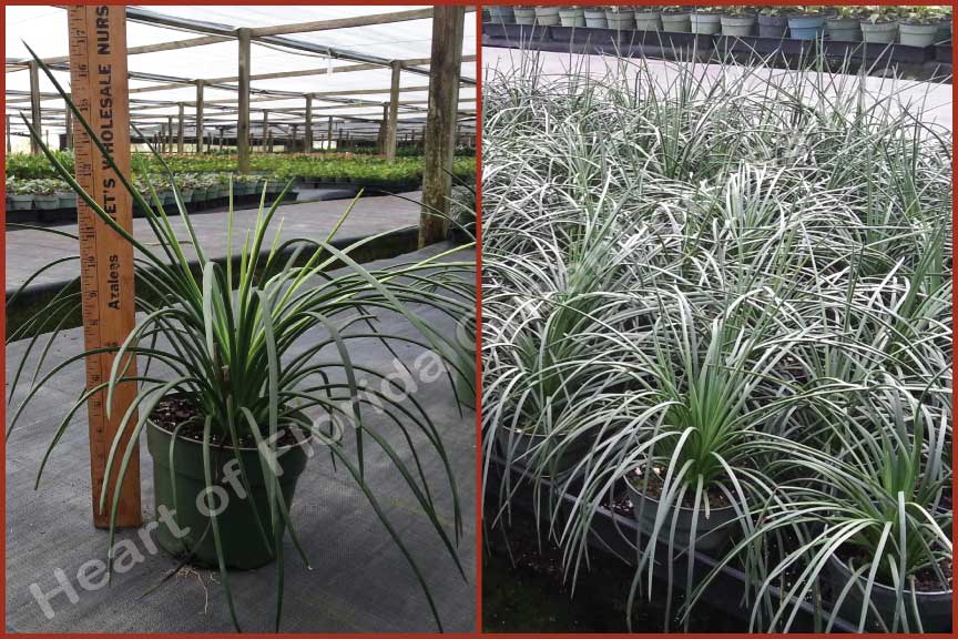 agave-gemniflora-spaghetti-strap-spaghetti-strap