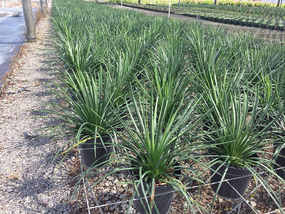 agave-gemniflora-spaghetti-strap-spaghetti-strap