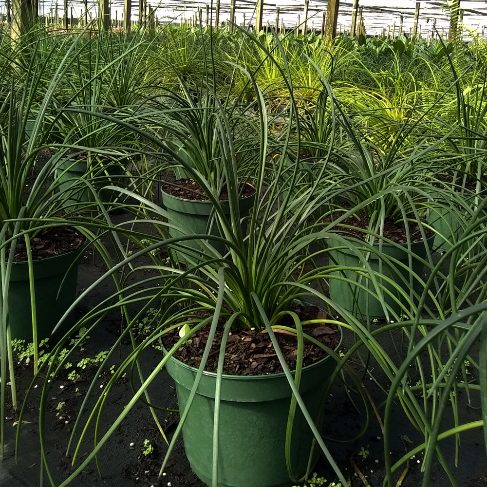 agave-gemniflora-spaghetti-strap-spaghetti-strap
