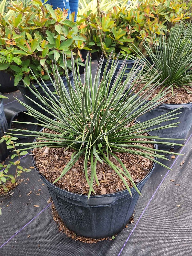 agave-gemniflora-spaghetti-strap-spaghetti-strap