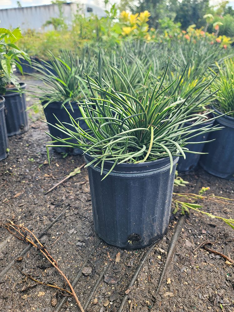 agave-gemniflora-spaghetti-strap-spaghetti-strap