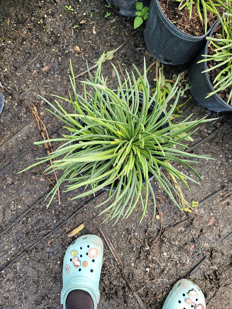 agave-gemniflora-spaghetti-strap-spaghetti-strap