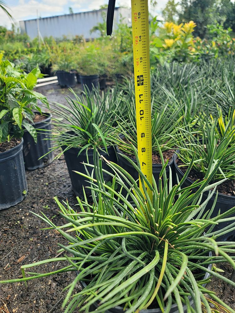 agave-gemniflora-spaghetti-strap-spaghetti-strap
