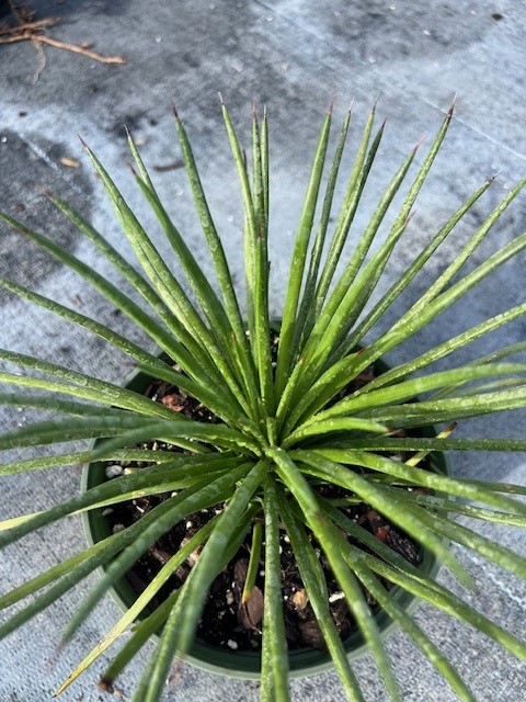 agave-gemniflora-spaghetti-strap-spaghetti-strap