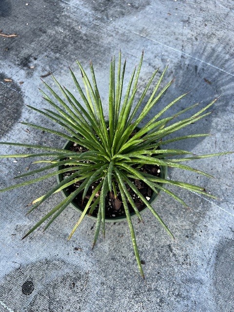 agave-gemniflora-spaghetti-strap-spaghetti-strap