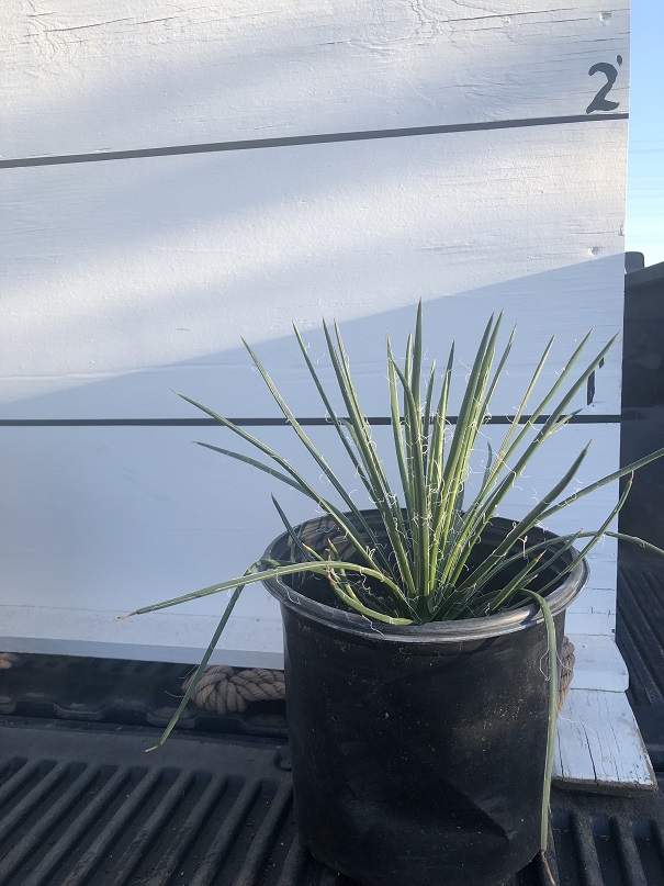 agave-gemniflora-twin-flower-agave