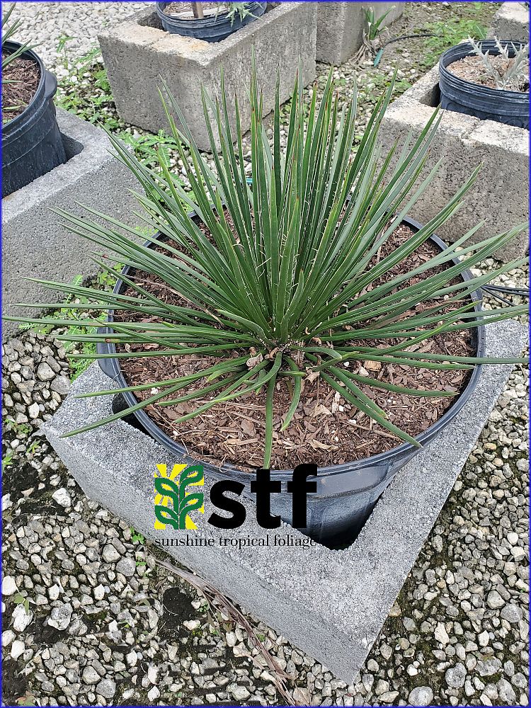 agave-gemniflora-twin-flower-agave