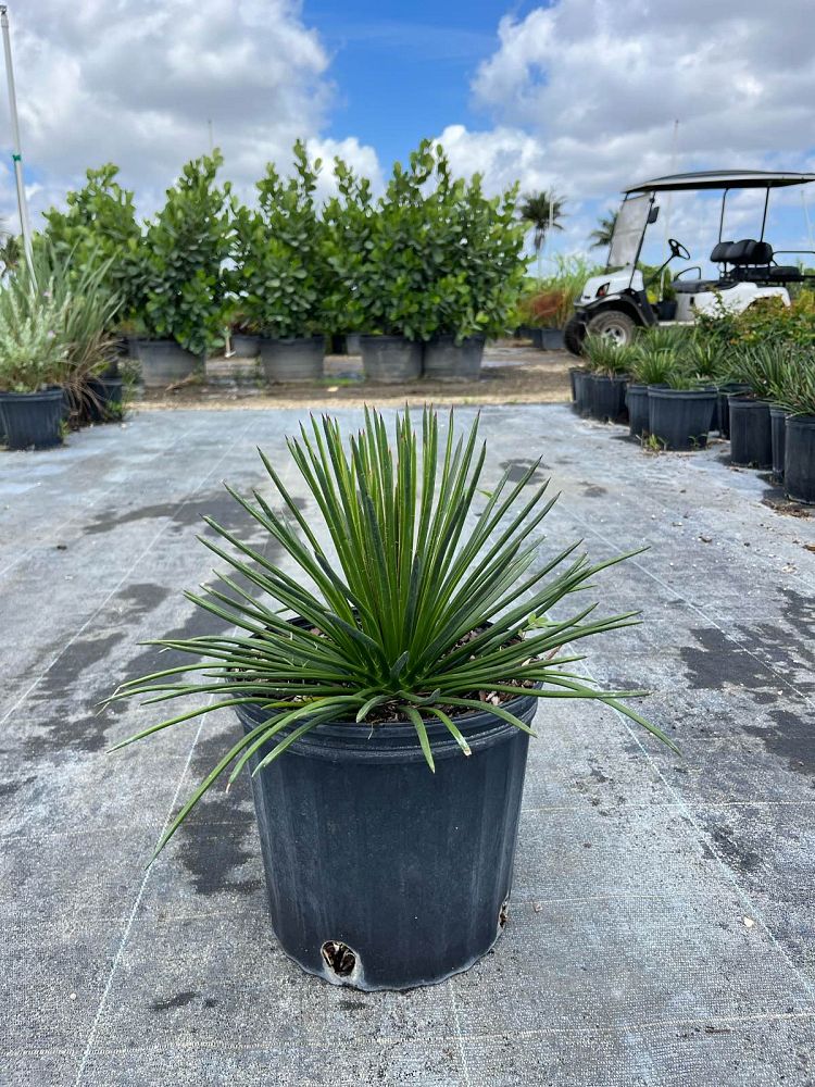 agave-gemniflora-twin-flower-agave