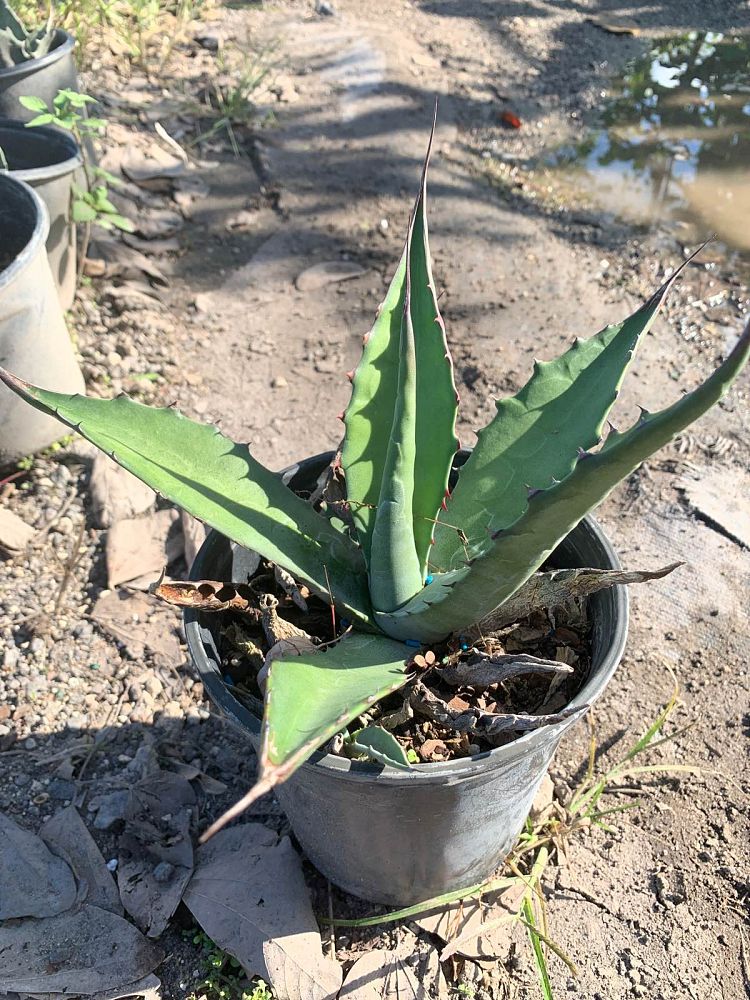 agave-gentryi-jaws-jaws-hardy-century-plant