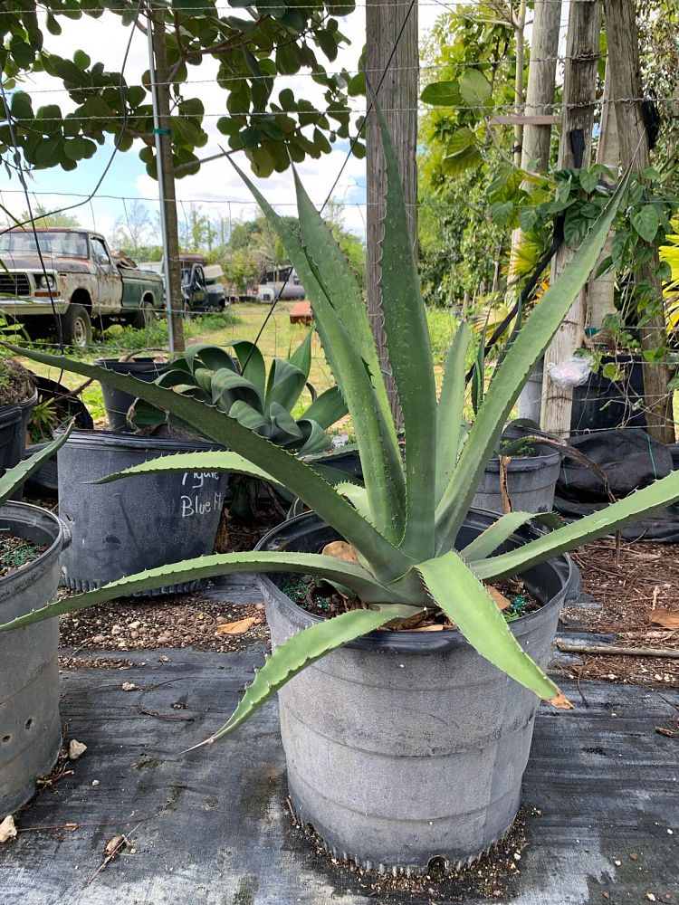 agave-gentryi-jaws-jaws-hardy-century-plant
